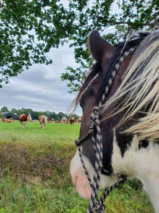 Leuk Boerderijtje Op Prachtige Plek, Nabij Natuurgebied Ruurlo Esterno foto