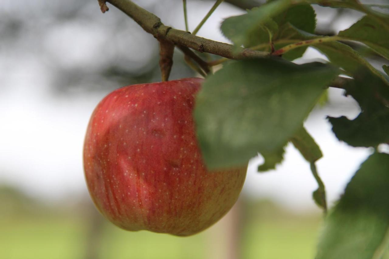 Leuk Boerderijtje Op Prachtige Plek, Nabij Natuurgebied Ruurlo Esterno foto